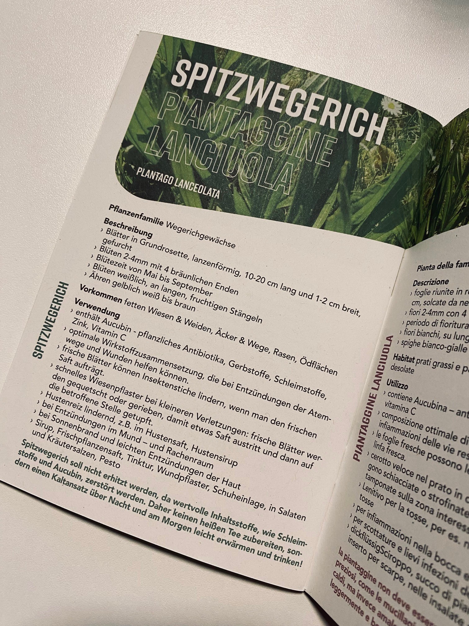 1_itat-kostebares_wipptal_spitzwegerich.jpg